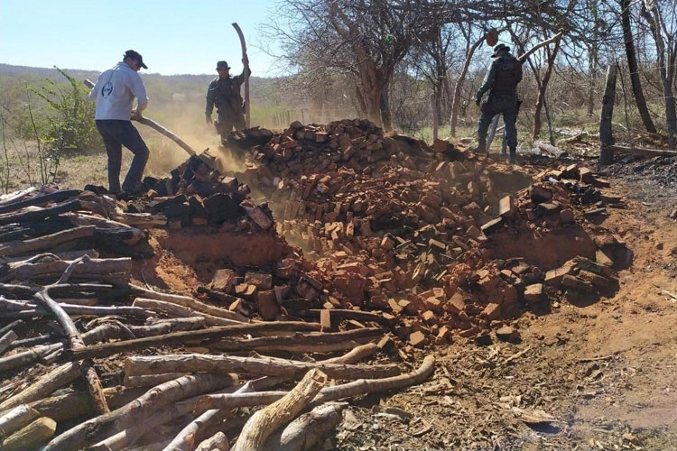 Presidente Jânio Quadros: Inema e CIPPA desarticulam carvoeiras que desmatavam a caatinga