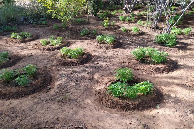 Quase três mil pés de maconha são incinerados em fazenda em Chorrochó