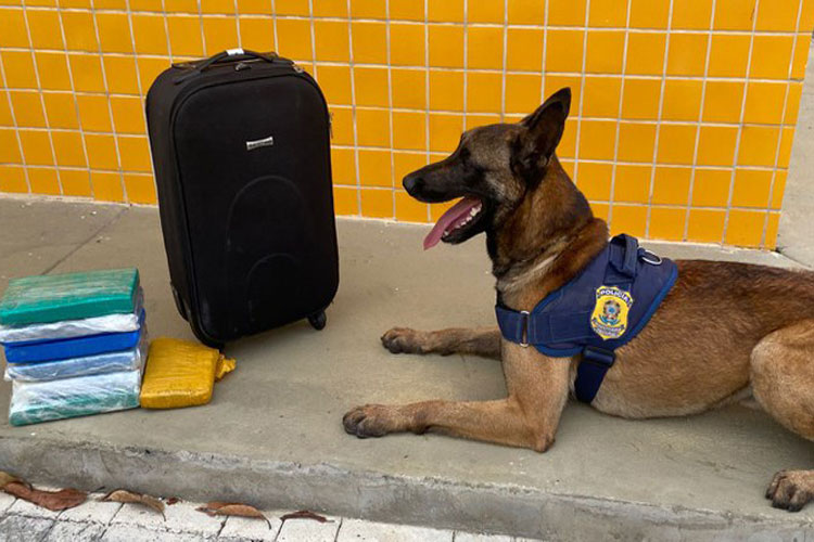 Cocaína e maconha são descobertas por cão farejador em Vitória da Conquista