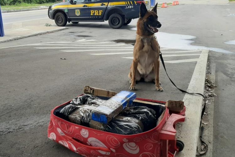 Cão farejador encontra 25 kg de drogas em ônibus interestadual na cidade de Vitória da Conquista
