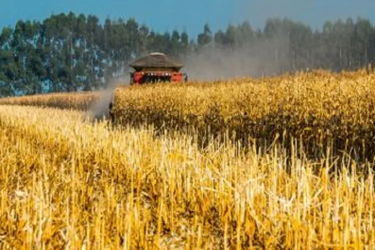 Safra agrícola deverá superar 318 milhões de toneladas neste ano