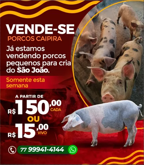 Porcos caipira são vendidos por R$ 150 cada em Brumado