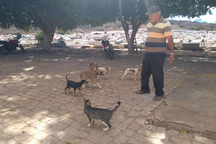 Brumado: Cemitério Jardim Santa Inês vira local de abandono de cachorros e gatos