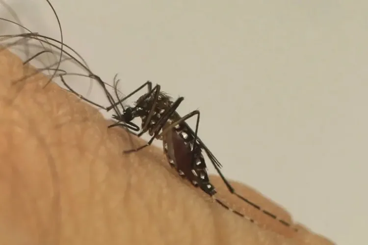 Brasil ultrapassa 5 milhões de casos e quase 3 mil mortes de dengue