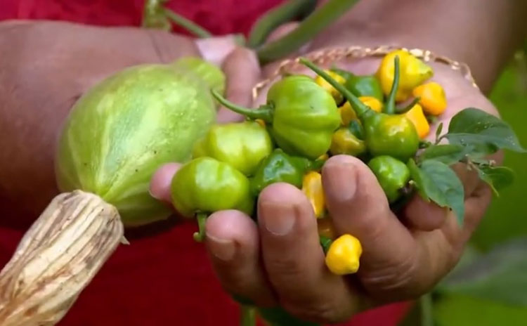 Agricultura familiar: Linha de crédito com limite inicial de até R$ 20 milhões é disponibilizada