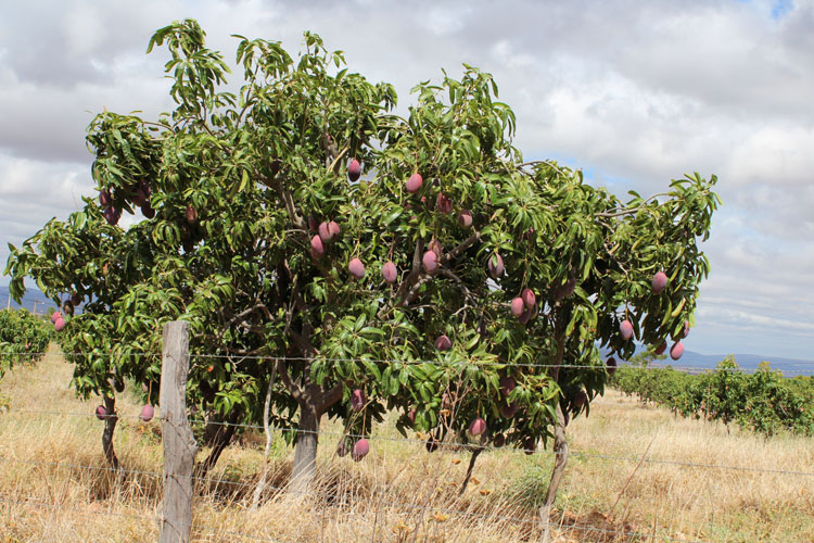 Livramento de Nossa Senhora sobe posição em ranking na produção de frutas