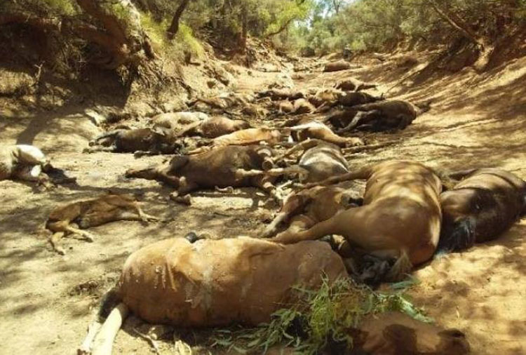 Onda de calor de até 50º mata dezenas de cavalos na Austrália