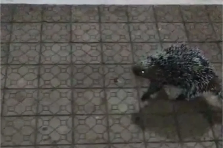 Porco-espinho é flagrado circulando em praça pública de Rio de Contas