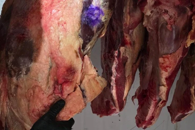 Operação Harpia desarticula esquema de furto e abate clandestino de gado