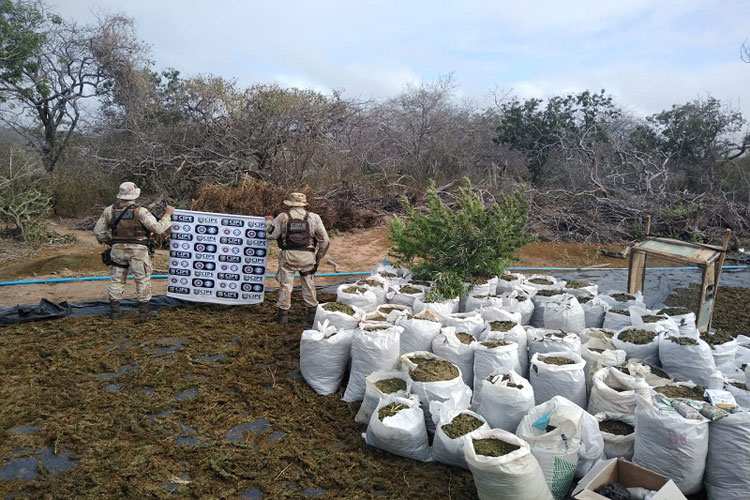 Andaraí:  Cipe Chapada encontra 140 mil pés maconha