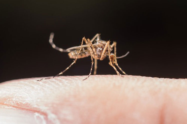 População de Presidente Jânio Quadros precisa ficar alerta contra o Aedes aegypti