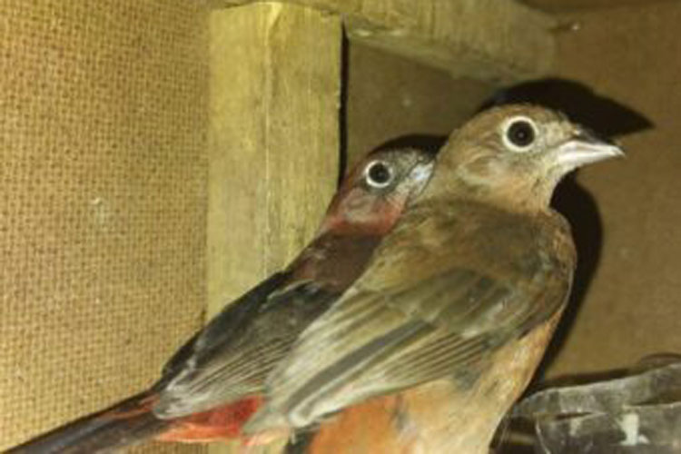 PRF flagra crime ambiental e resgata pássaros silvestres na BR-116 em Vitória da Conquista