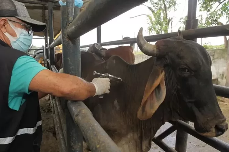 Começa a 1ª etapa da campanha de vacinação contra aftosa na Bahia