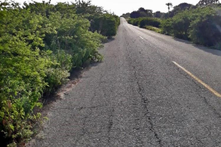 BA-026: Mato cobre rodovia que liga Malhada de Pedras à Rio do Antônio