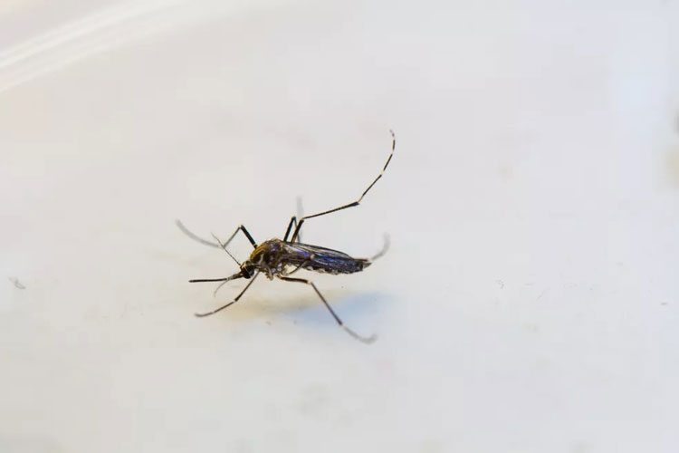 Número de casos de doenças transmitidas pelo mosquito Aedes Aegypti cresce na Bahia