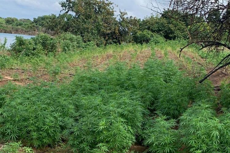 Polícia encontra plantação com mais de 100 mil pés de maconha e 20 kg da droga pronta para consumo no norte da Bahia