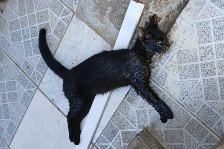 Animais de estimação são envenenados na Aureliano de Carvalho em Brumado