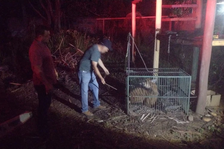 Lobo-guará é resgatado em sítio no Loteamento Vila Elisa em Vitória da Conquista