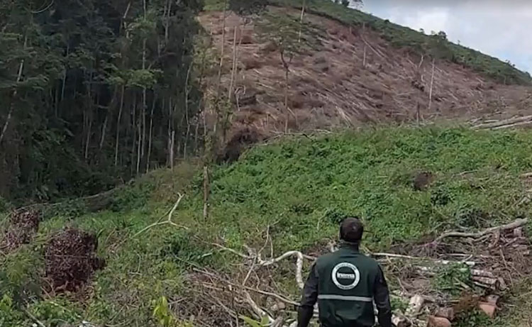 Área remanescente da Mata Atlântica é interditada após sofrer desmatamento em Planalto