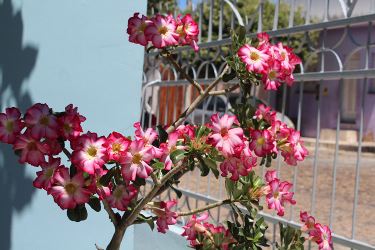 Rosa do deserto alegra a vida, embeleza as residências e dá as boas-vindas a primavera em Brumado