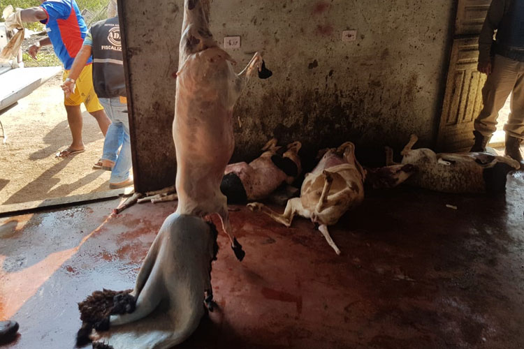 Poder público omisso dificulta combate ao abate e comercialização irregular de carne em Livramento