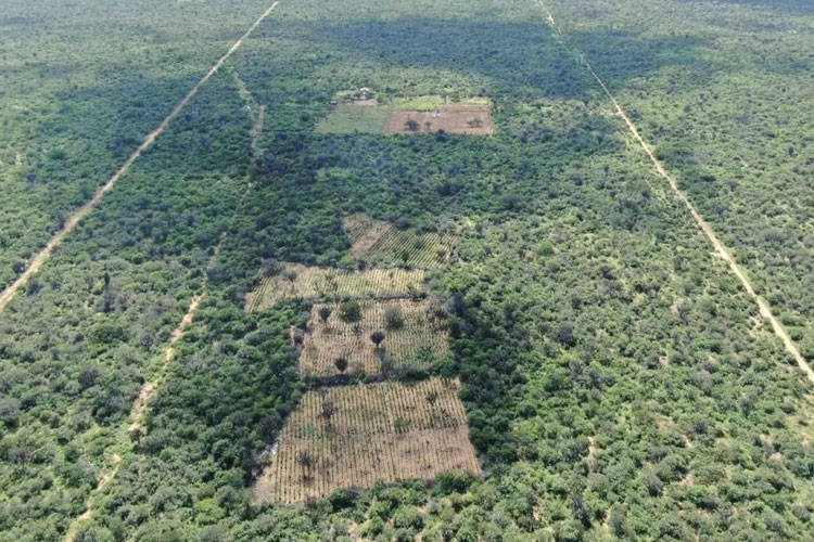 Seis são presos e mais de 30 mil pés de maconha são destruídos na Bahia