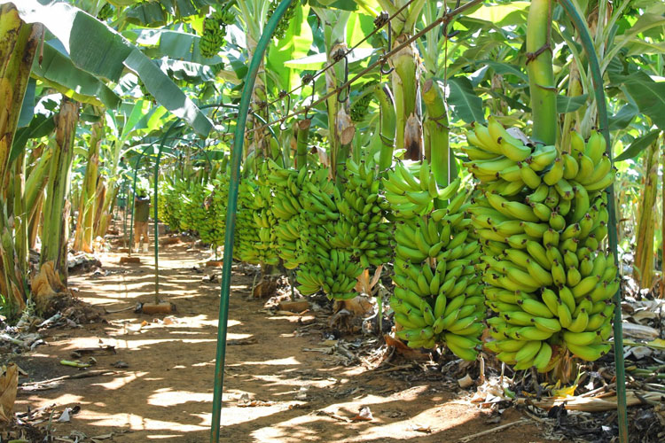Bom Jesus da Lapa é o maior produtor de banana do Brasil