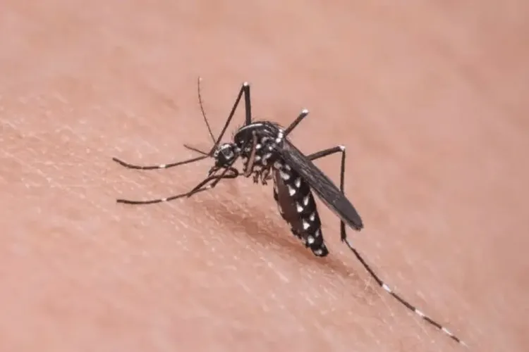 Sesab desmente prefeitura de Guanambi sobre mortes por dengue na cidade