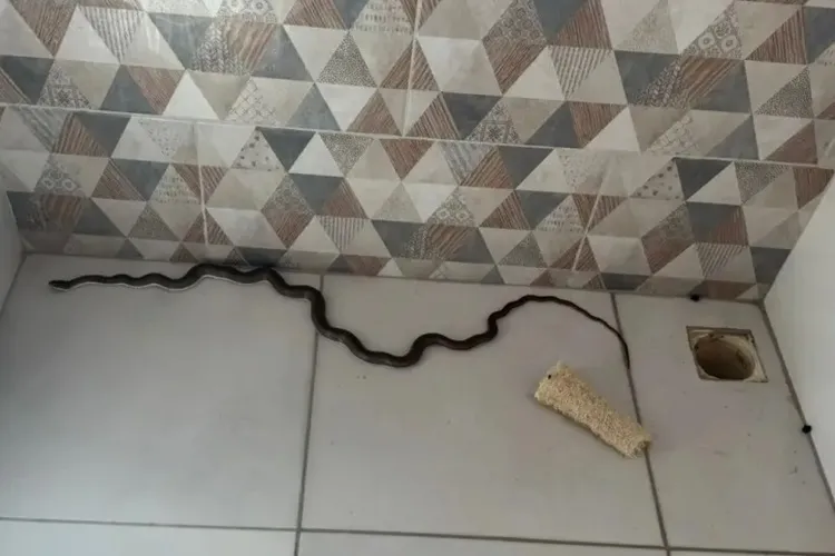 Cobra aparece em banheiro de casa em Bom Jesus da Lapa