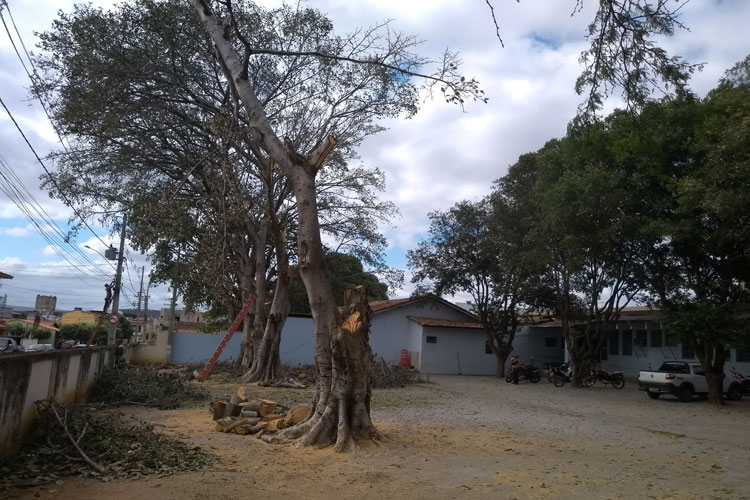 Brumado: Gameleiras prejudicam enfermaria do hospital e são decepadas após 50 anos