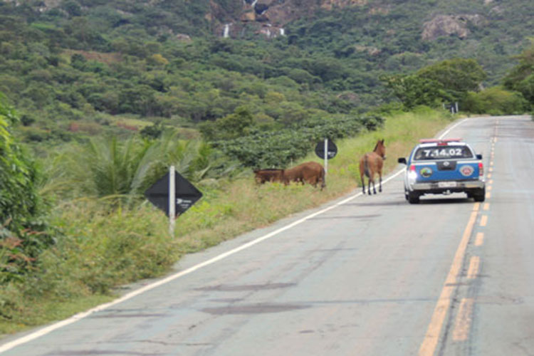 Rio de Contas: Animais soltos na pista representam sério risco aos motoristas que trafegam pela BA-148