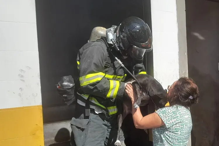 Bombeiros resgatam três cachorros que estavam em lojas atingidas por incêndio em Brumado