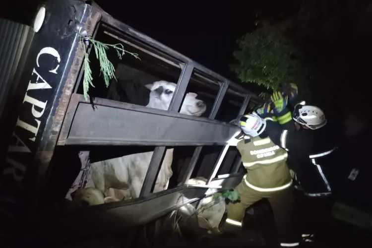 Dezenas de bovinos são retirados de caminhão após acidente em Bom Jesus da Lapa