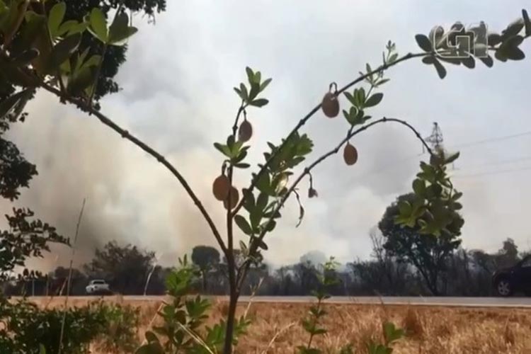 Luís Eduardo Magalhães: Incêndio atinge área florestal e fogo se espalha por mais de 10 km