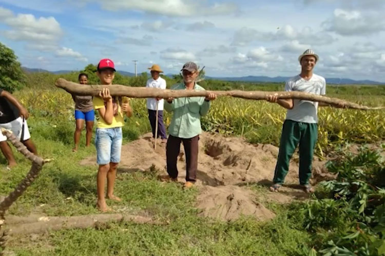 Chapada Diamantina: Agricultores colhem mandioca 'gigante' de 5 metros de comprimento e cerca de 20 kg
