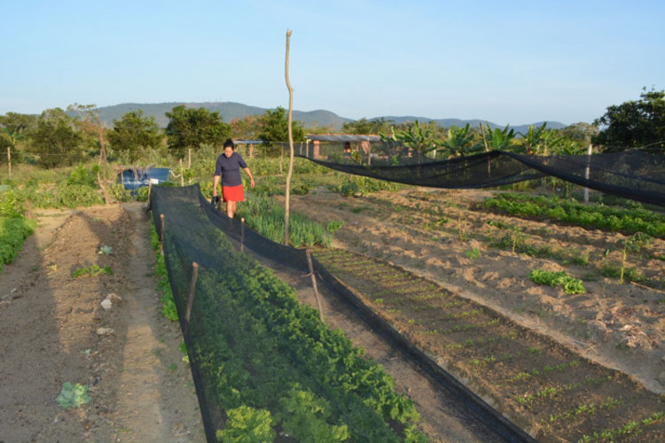 Agricultores de Ituaçu e Lagoa Real contam com o benefício do Garantia-Safra