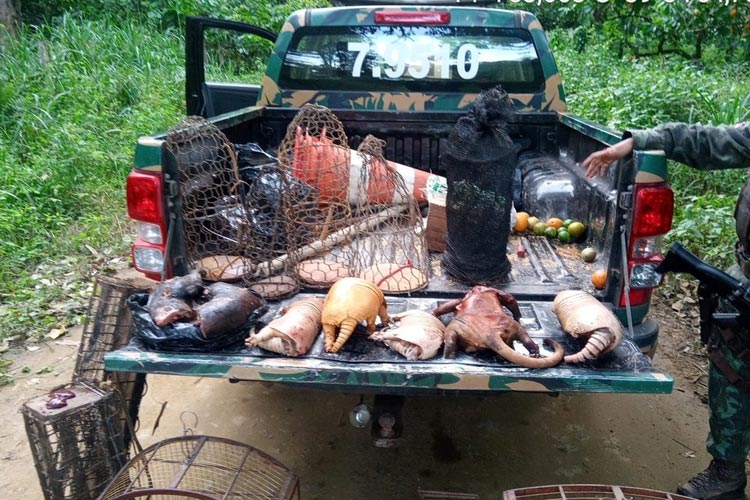 Quase 30 animais silvestres, armas artesanais e armadilhas são apreendidos no sul da Bahia