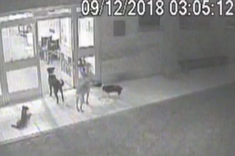 Cães esperam morador de rua na porta de hospital