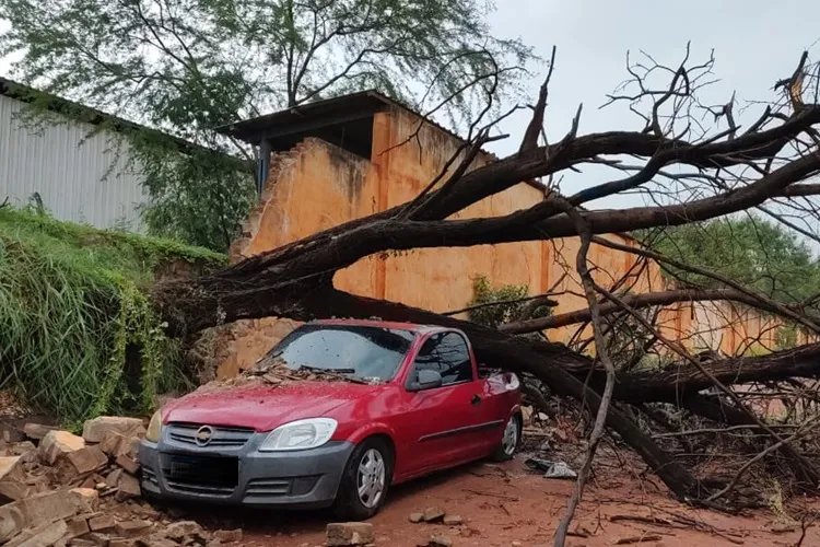 Brumado: Chuva com rajadas de vento provoca queda de árvore no canteiro da Fiol