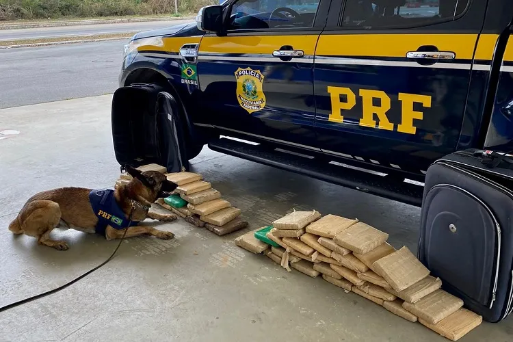 Garotas de programa são presas transportando 58 kg de maconha em Vitória da Conquista