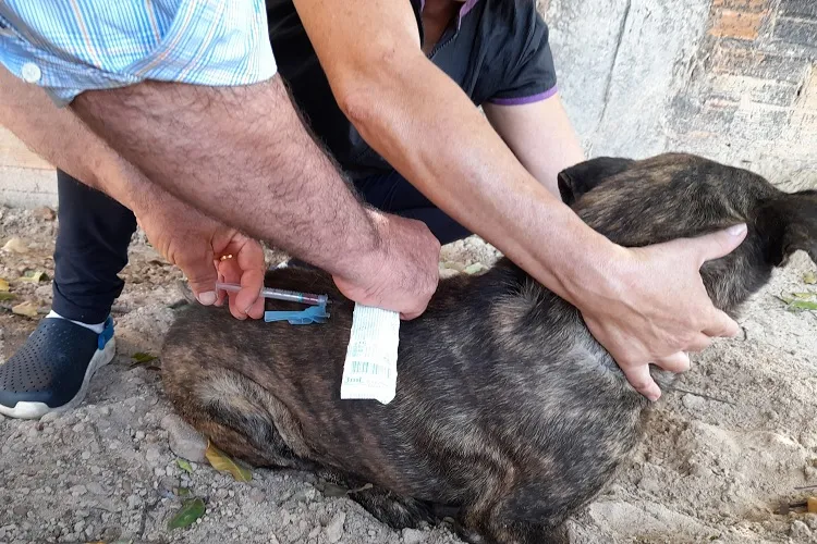 Brumado: Com apoio de protetora de animais, Vigep amplia vacinação em cães errantes