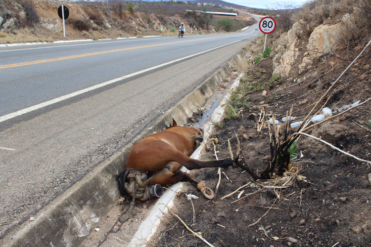 Brumado: Mesmo com recolhimento constante, animais provocam acidentes