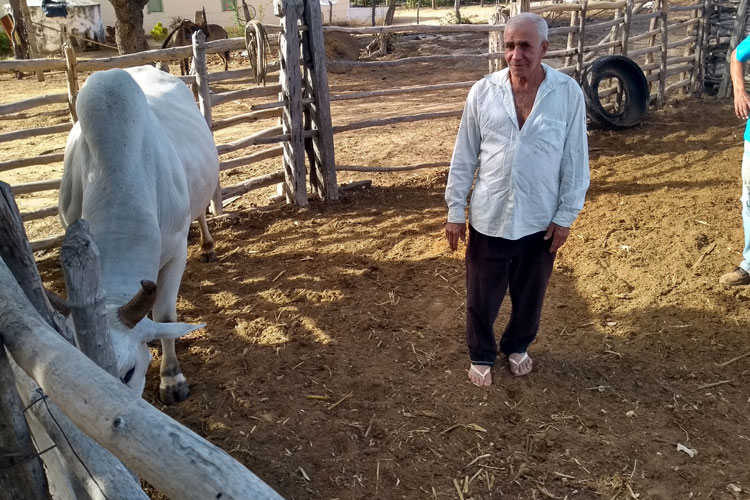 Pedal na Roça: Sertanejo raiz, Seu Salustiano há 56 anos segue firme e forte no laço do boi