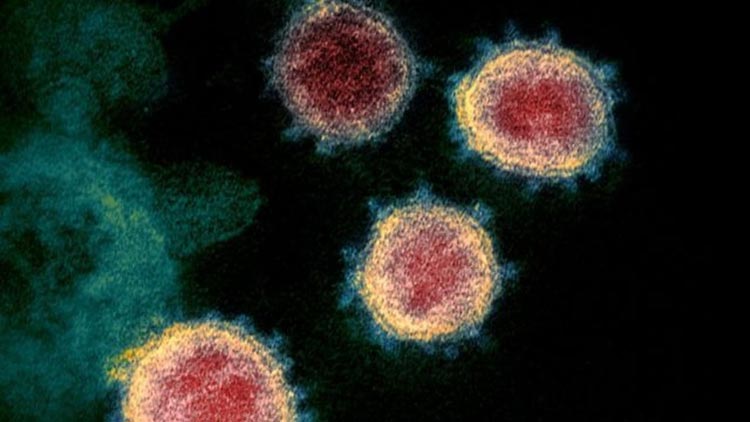 Misterioso 'gene dentro do gene' é descoberto no coronavírus