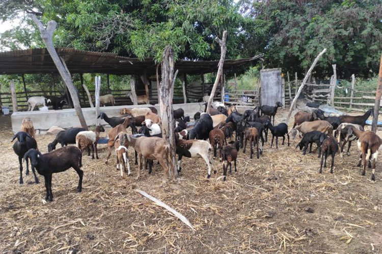 Ituaçu: Criadores de caprinos e ovinos dobram valor de venda dos animais