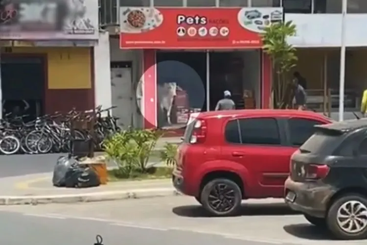 Boi invade petshop na cidade de Amargosa