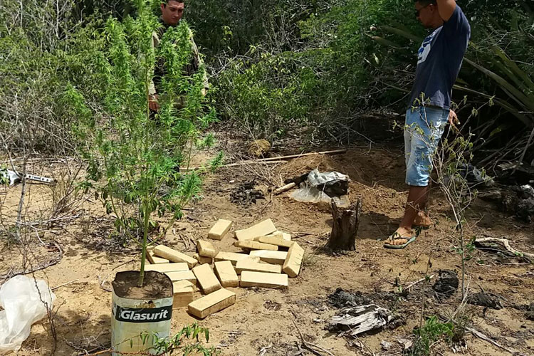 Operação policial apreende 40 kg de maconha em Maracás