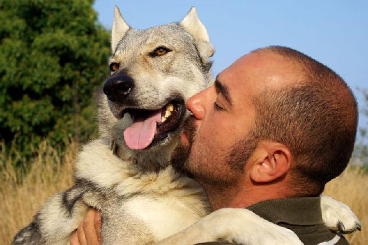 STJ decide não equiparar guarda de animal à de filho, mas autoriza homem a visitar cão