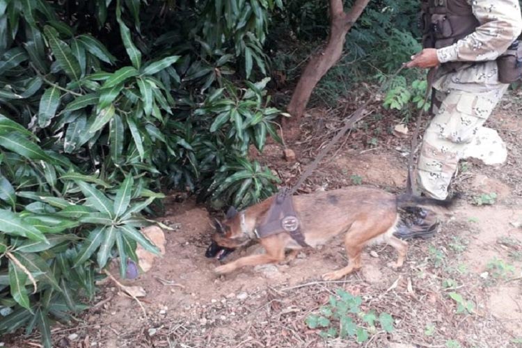 Livramento de Nossa Senhora: PM encontra droga escondida em saco plástico às margens da BA-148