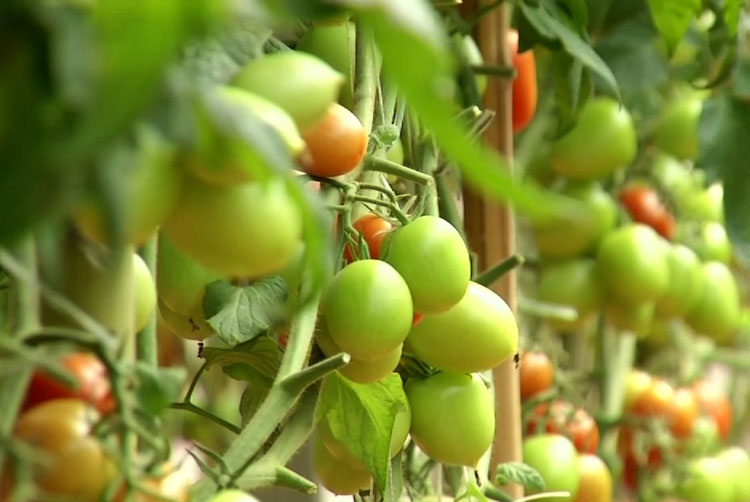 Produção de tomates deve crescer 20%, prevê IBGE